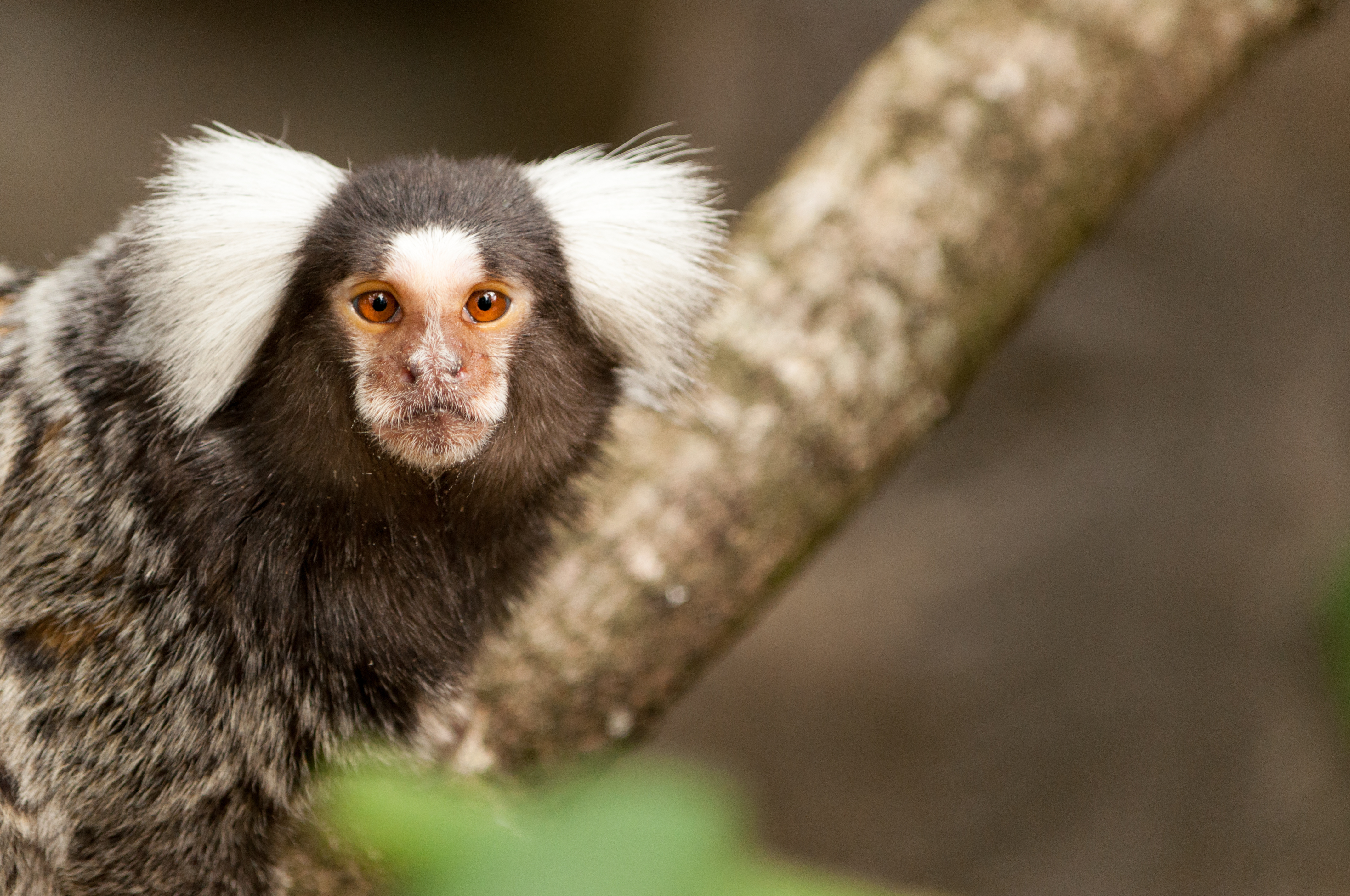 Stock image of a marmoset on a branch.