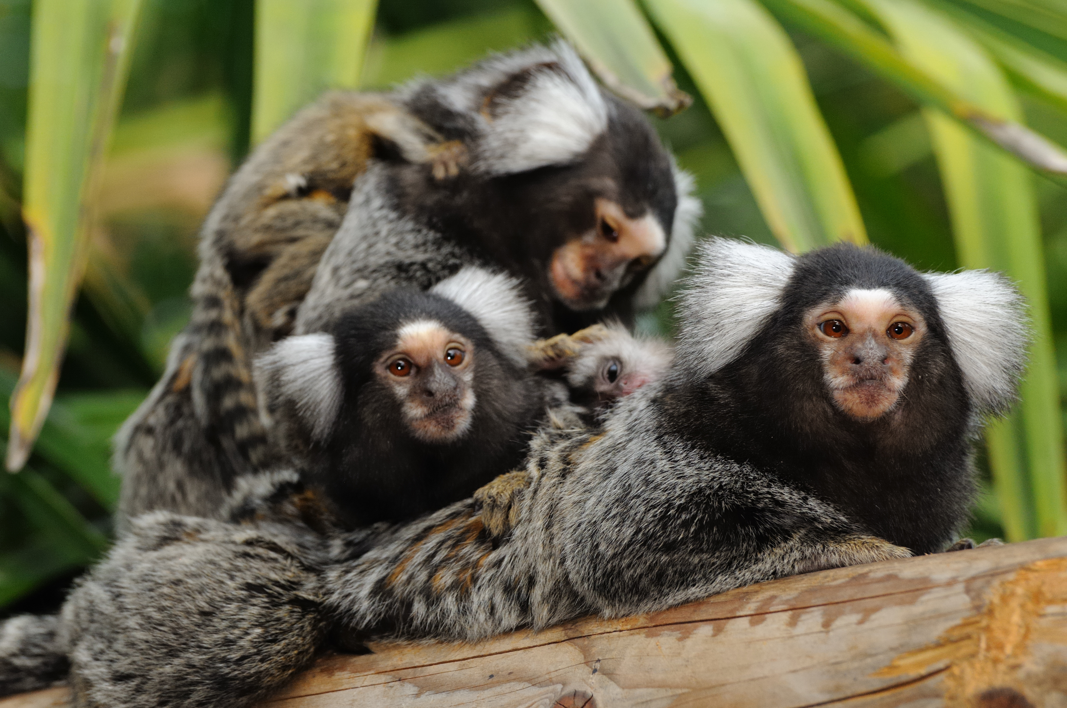 A group of marmosets.