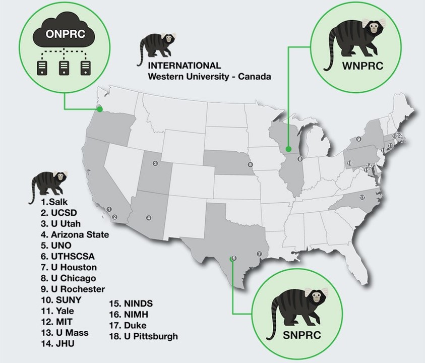 A map of the United states showcasing the locations for Marmoset Colonies across the country at various educational institutions. 