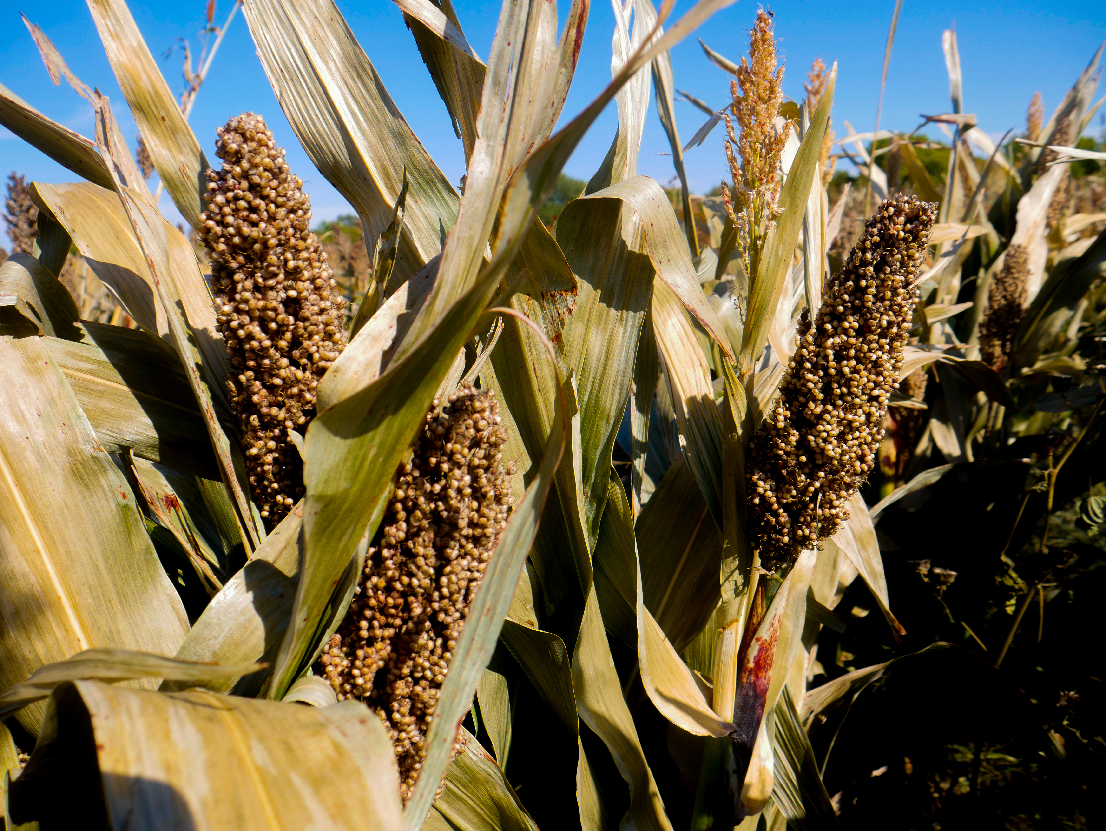 A field picture of sorguhm. 