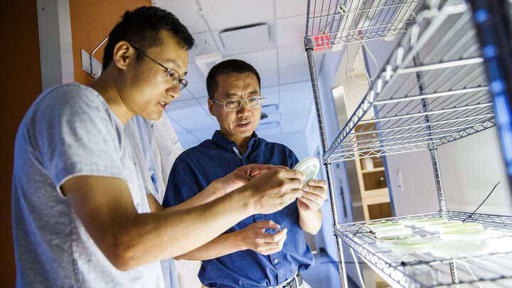 Dr. Yanbin Yin and another scientist looking at a petri dish in a lab. 