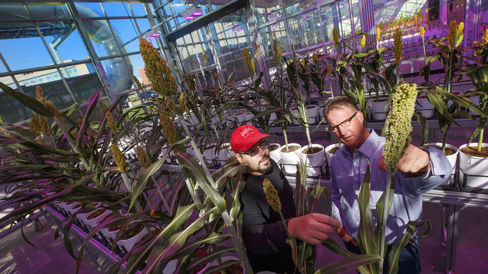 James Schnable and Andrew Benson looking at a plant inside the greenhouses. 
