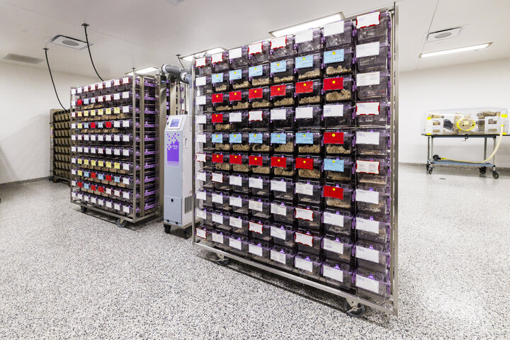 Allentown individually ventilated cage rack in the gnoto facility