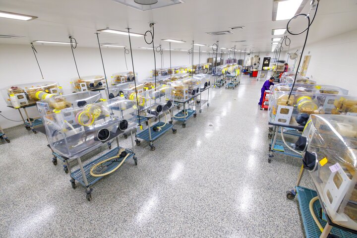 The animal room of the gnotobiotic mouse facility. A room filled with mouse house isolators. 
